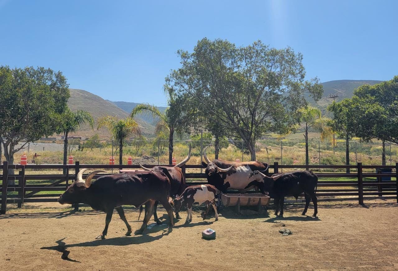 SUPERVISA SMADS LA PROTECCIÓN DE LA VIDA SILVESTRE EN BC