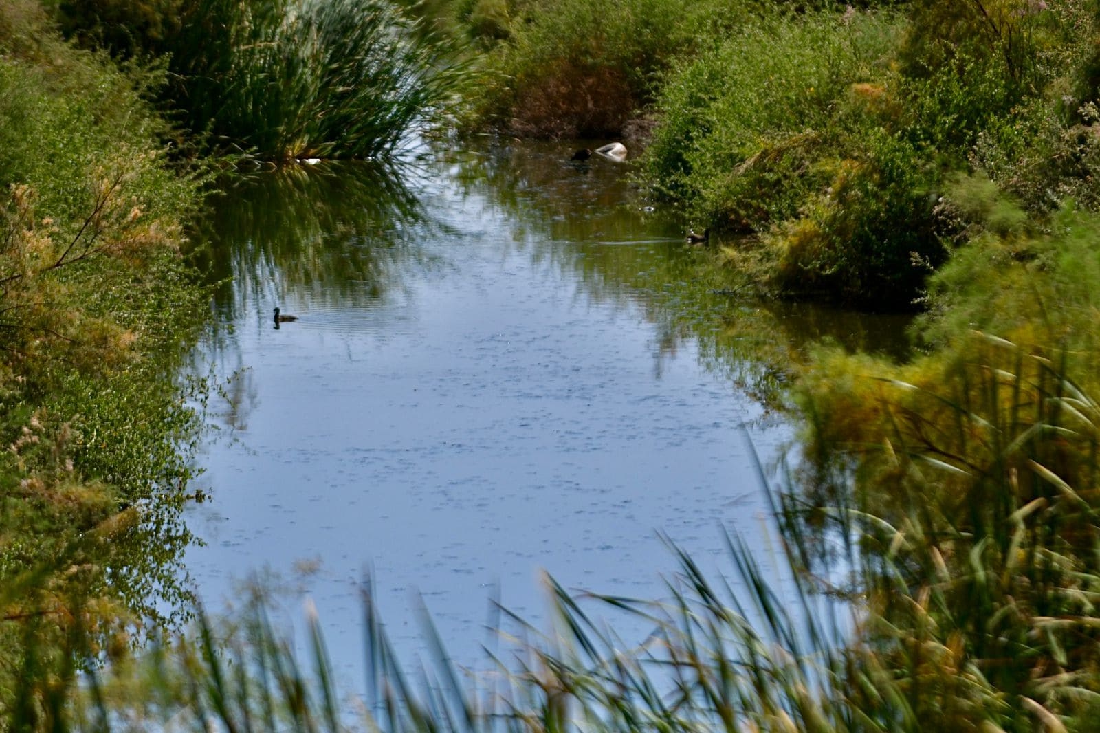 RECOMIENDA ISSSTECALI A DERECHOHABIENCIA EVITAR BAÑARSE EN CANALES PARA PREVENIR PADECIMIENTOS POR LA PRESENCIA DE AMIBA DE VIDA LIBRE