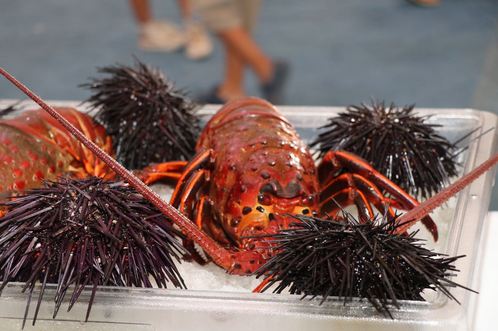 SE ESPERA UNA BUENA TEMPORADA DE CAPTURA DE LANGOSTA ROJA DEL PACÍFICO: SEPESCA BC