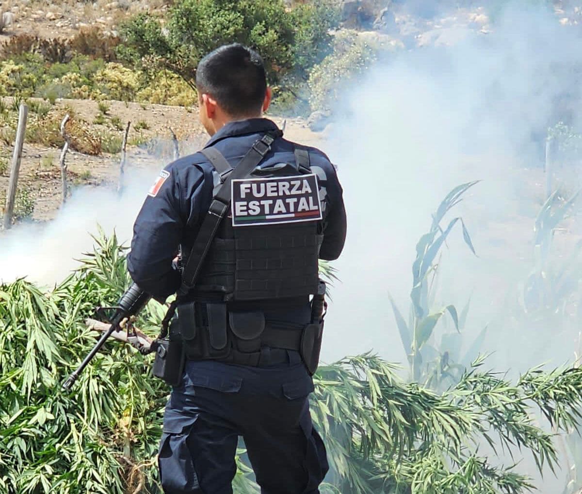 LOCALIZA FUERZA ESTATAL PLANTÍO DE MARIHUANA EN TECATE