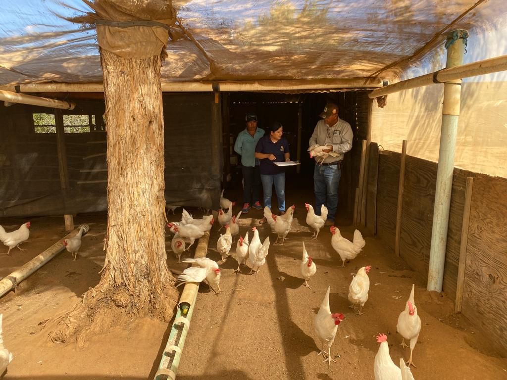 IMPULSA SADERBC EL BUEN MANEJO DE AVES PONEDORAS EN SAN QUINTÍN