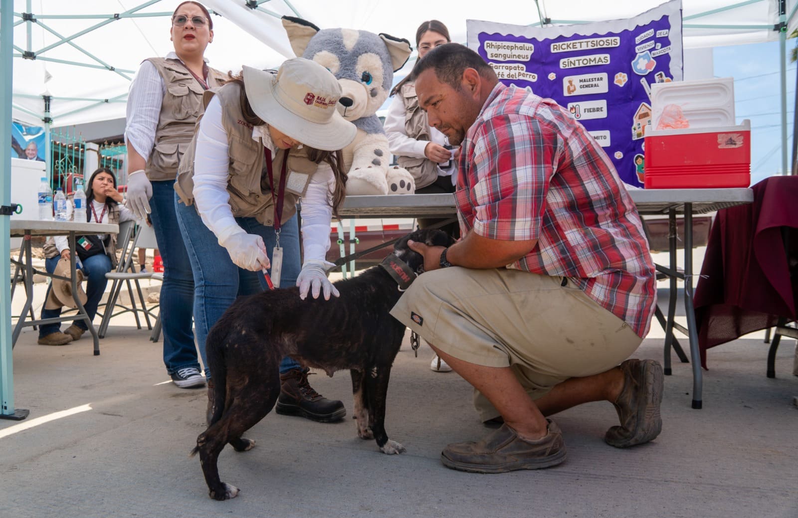 INVITAN A PARTICIPAR EN CAMPAÑA DE REFORZAMIENTO DE VACUNACIÓN ANTIRRÁBICA CANINA Y FELINA EN VILLAS DEL ROBLE Y MISIÓN DEL ÁNGEL EN MEXICALI