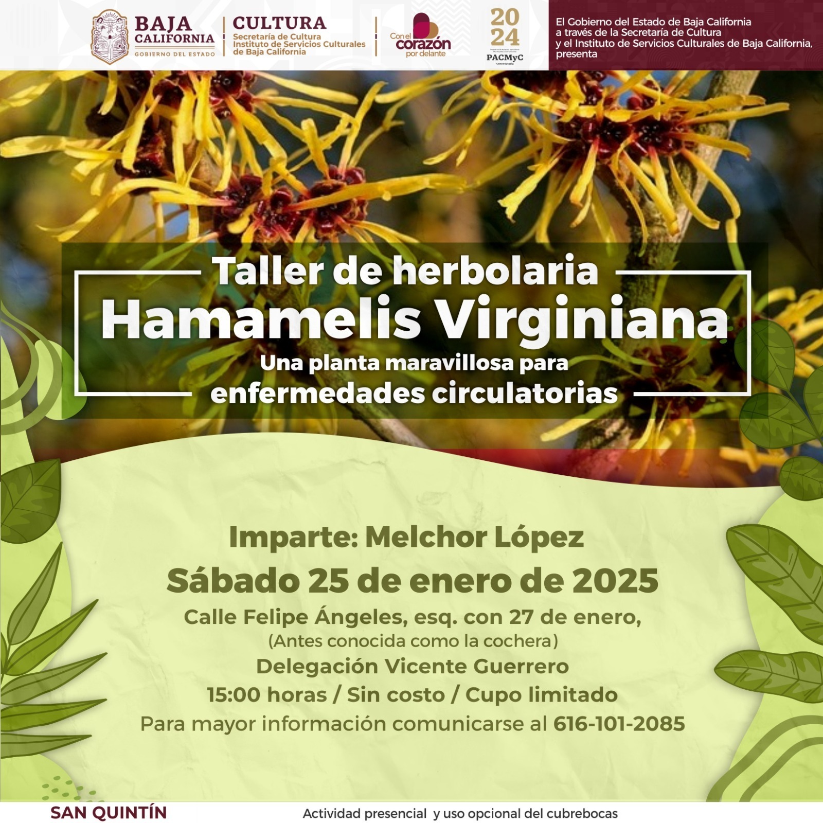 ABRE CULTURA SAN QUINTÍN INSCRIPCIONES PARA TALLER DE HERBOLARIA